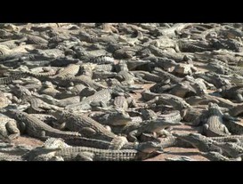 Forest of Crocodiles