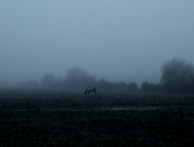 The Ethereal Melancholy Of Seeing Horses In The Cold